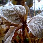 Frost auf Blättern