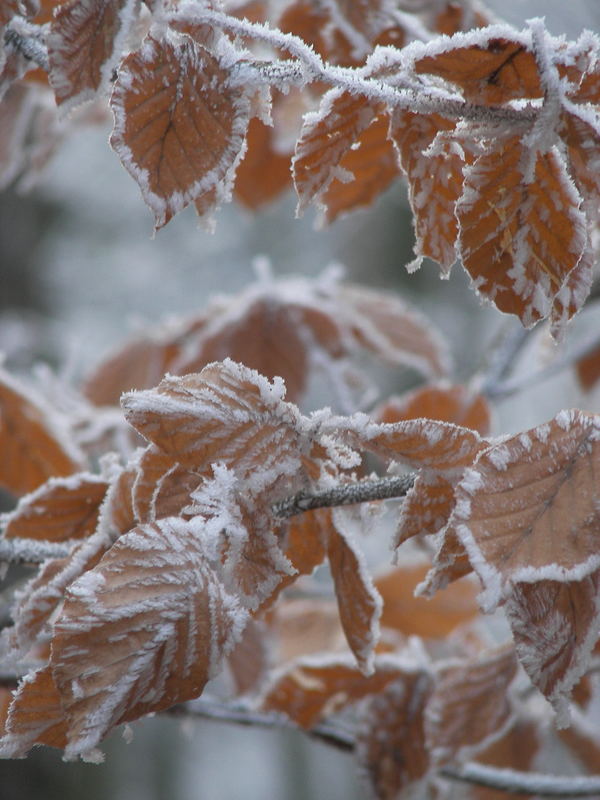 Frost auf Blättern