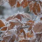 Frost auf Blättern