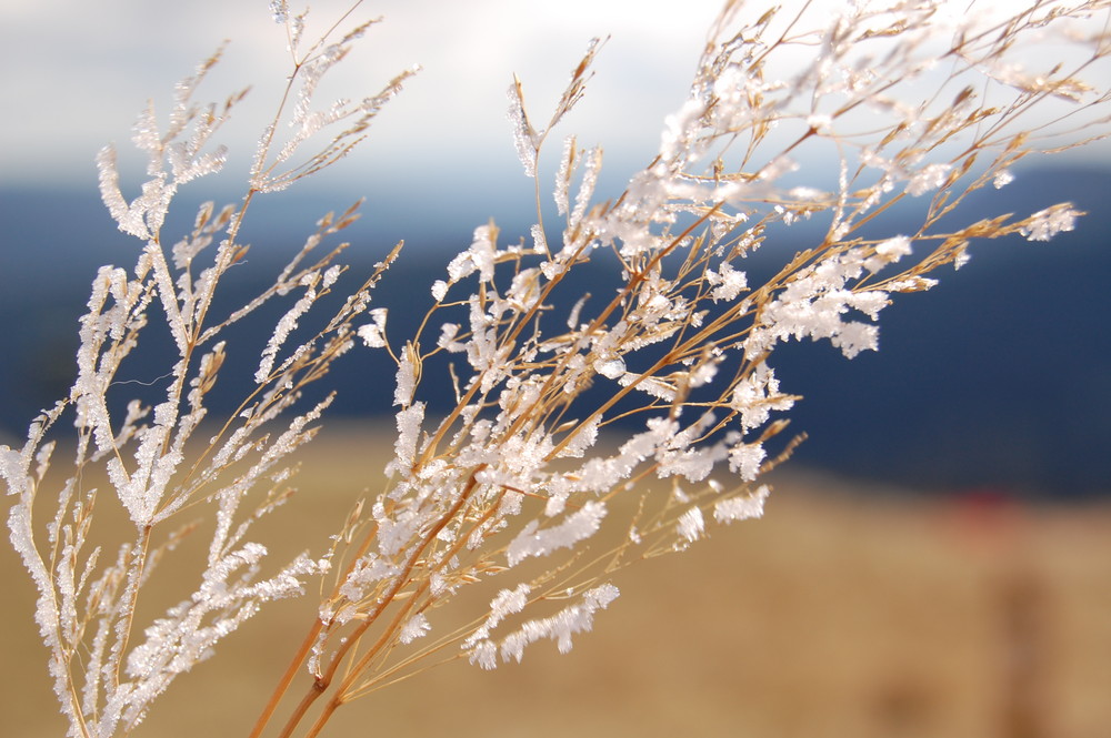 Frost auf dem Feldberg