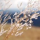 Frost auf dem Feldberg