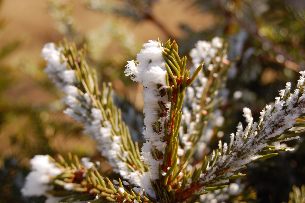 Frost auf dem Feldberg II