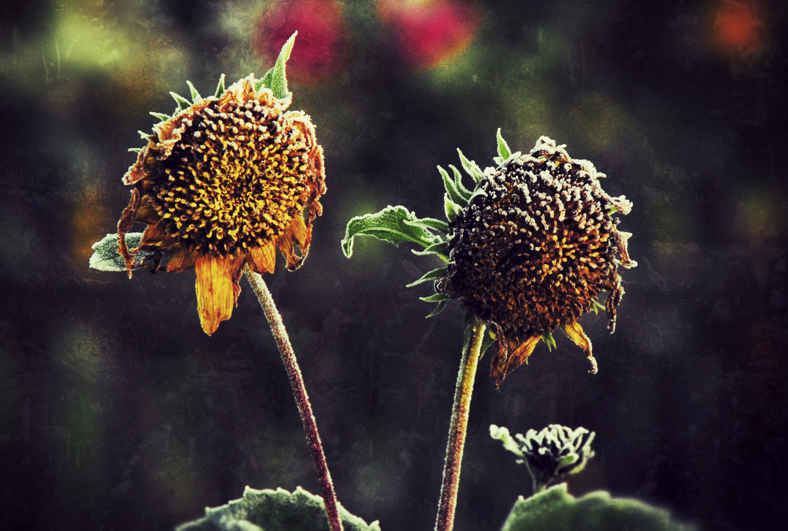 Frost auf den Sonnenblumen!