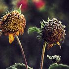 Frost auf den Sonnenblumen!