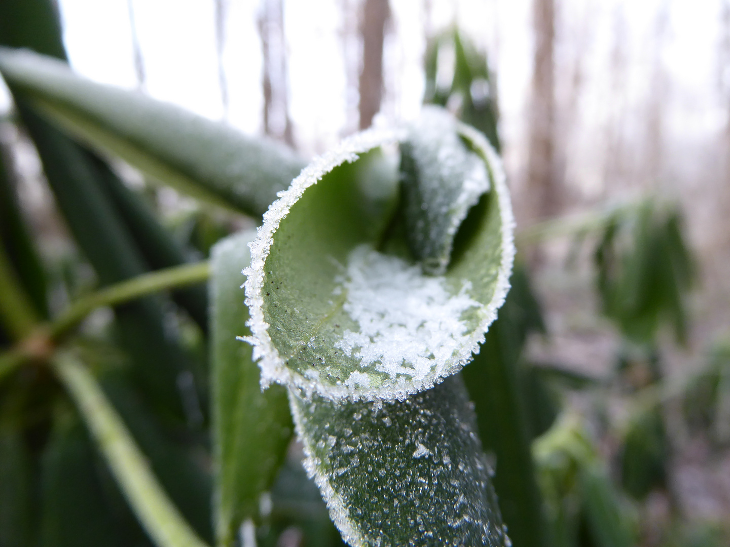 Frost auf gerolltem Blatt