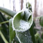 Frost auf gerolltem Blatt