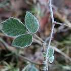 Frost auf Grün