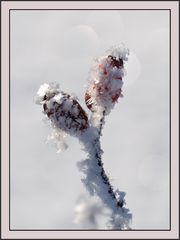 Frost auf Hagebutte