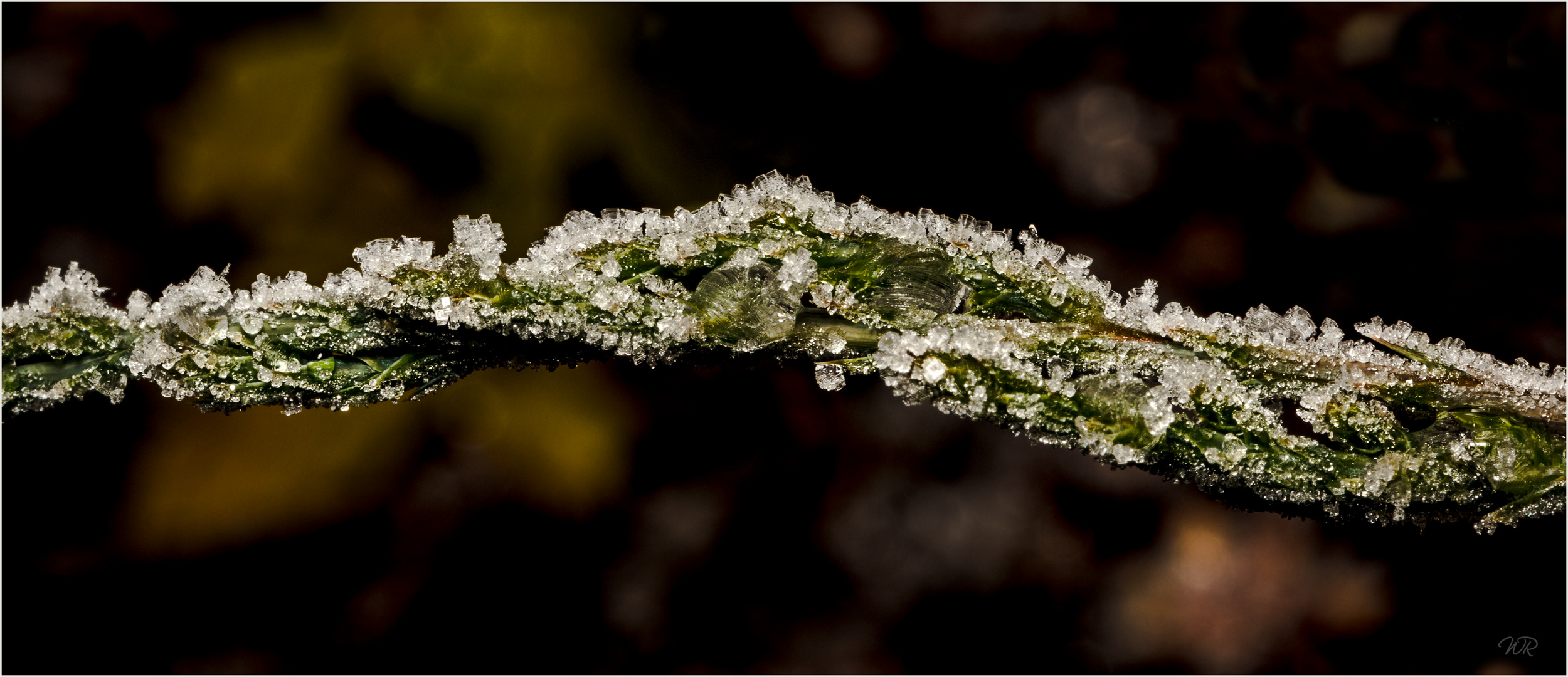 Frost auf immergrüner Pflanze
