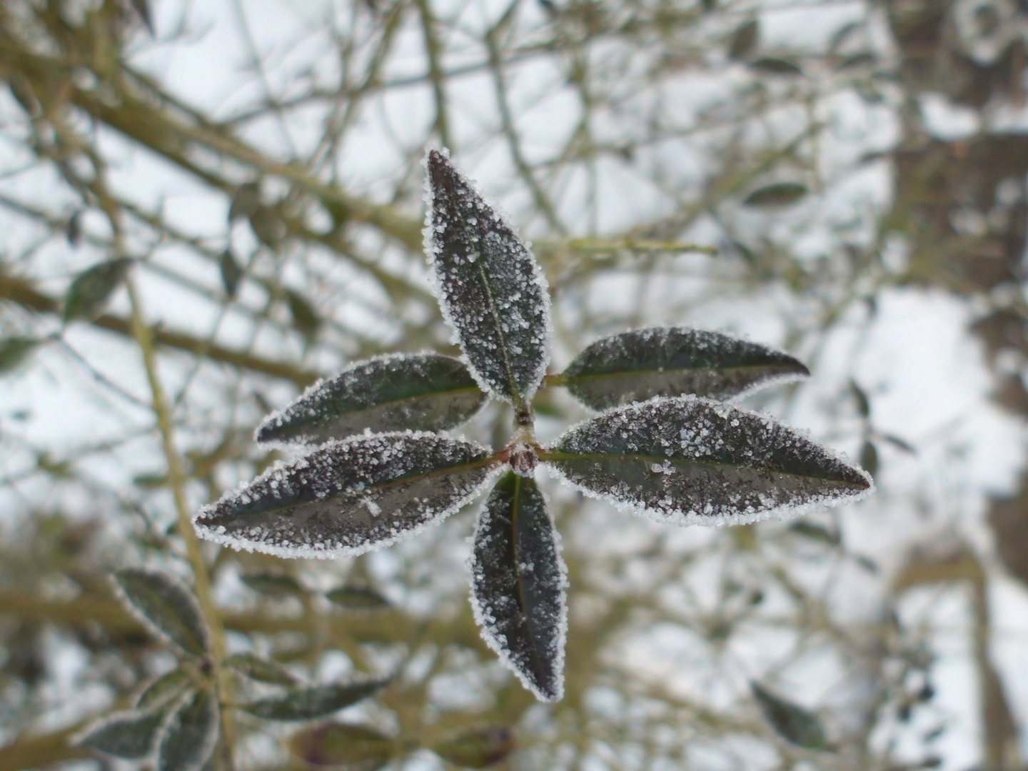 Frost auf Ligusterblatt