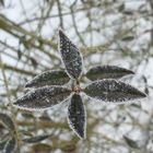 Frost auf Ligusterblatt