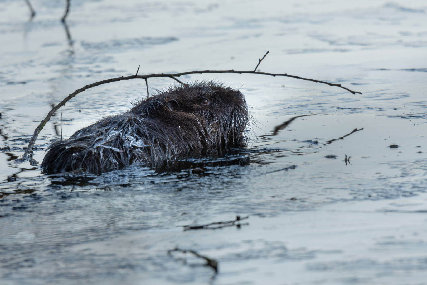 Frost auf Nutria 