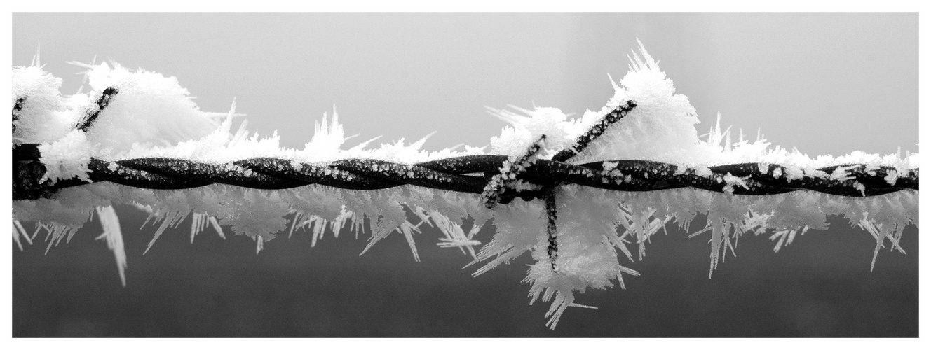 Frost barbed wire