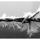 Frost barbed wire