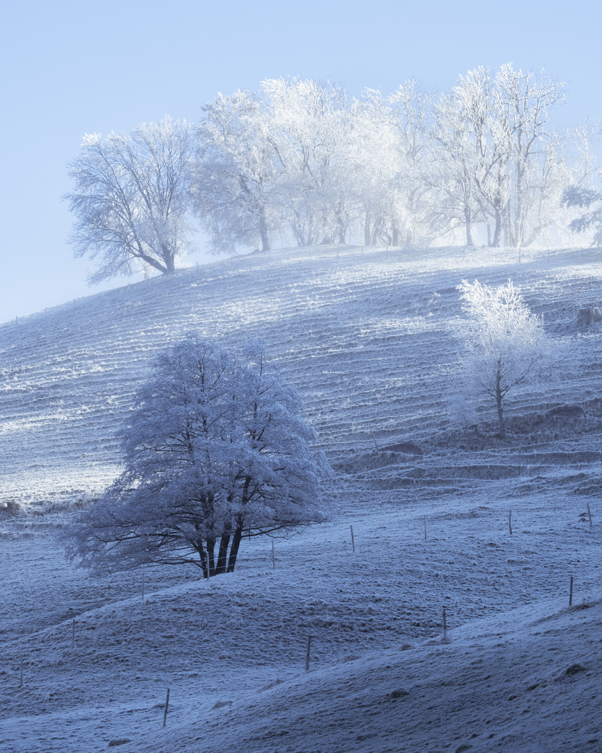 Frost Baum