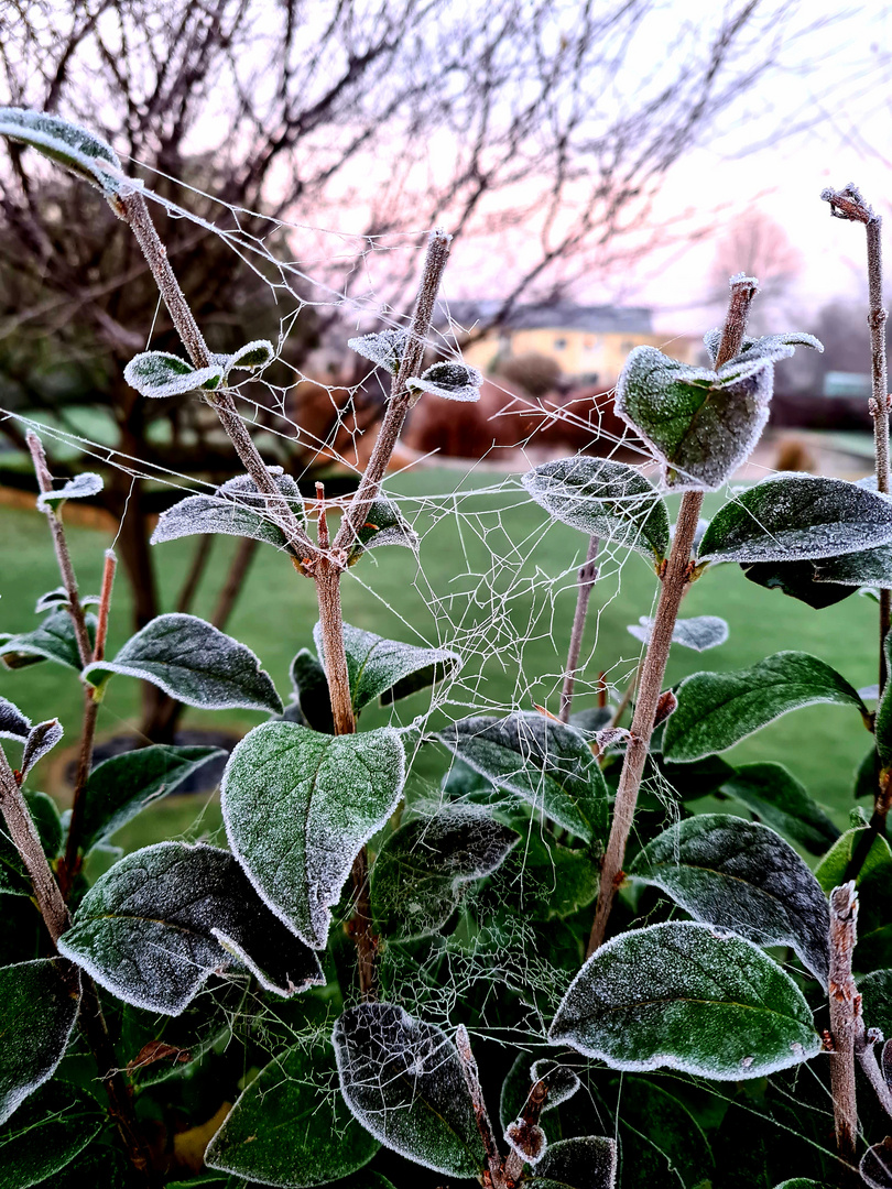 Frost