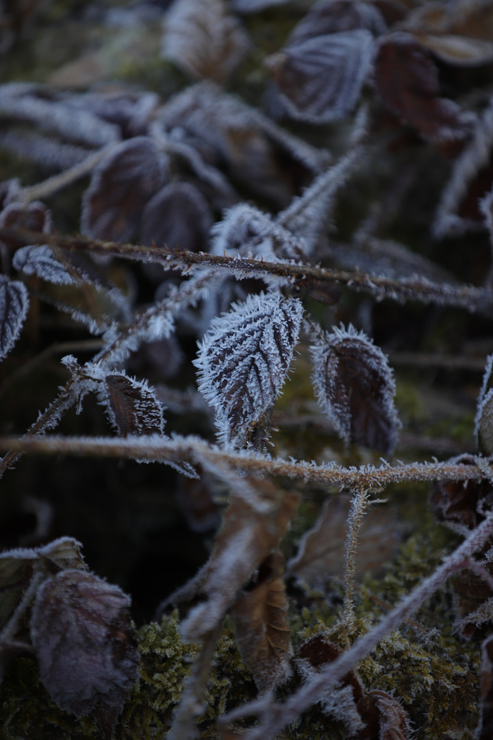 Frost