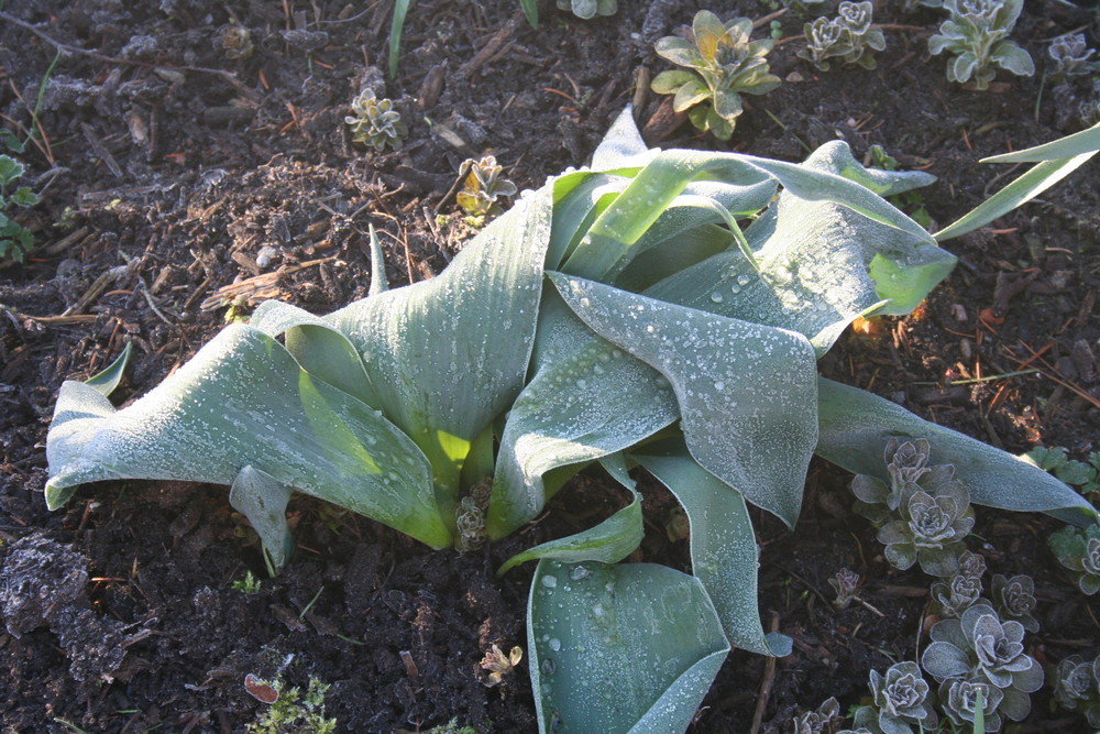 frost bedeckt die Pflanzen