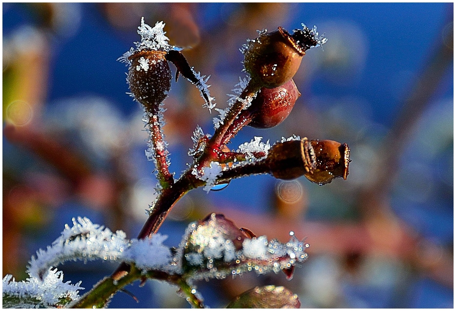 Frost beständige Farbschönheiten