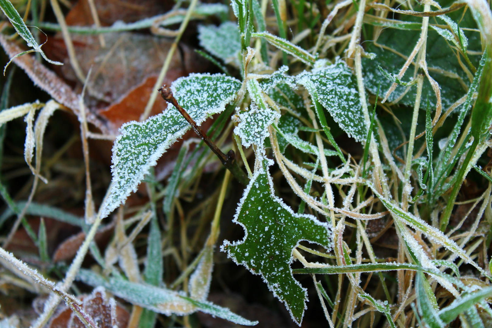 Frost Blättchen