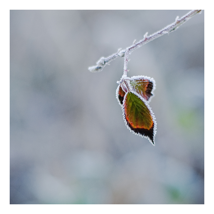 frost-blatt