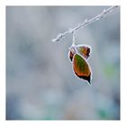 frost-blatt