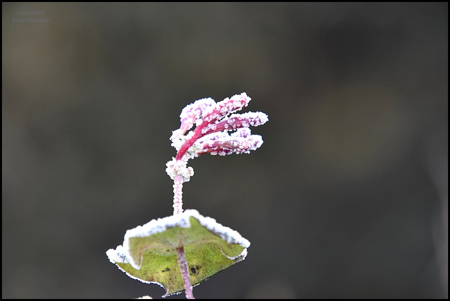  ** Frost Blümchen  **