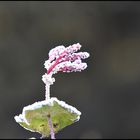  ** Frost Blümchen  **