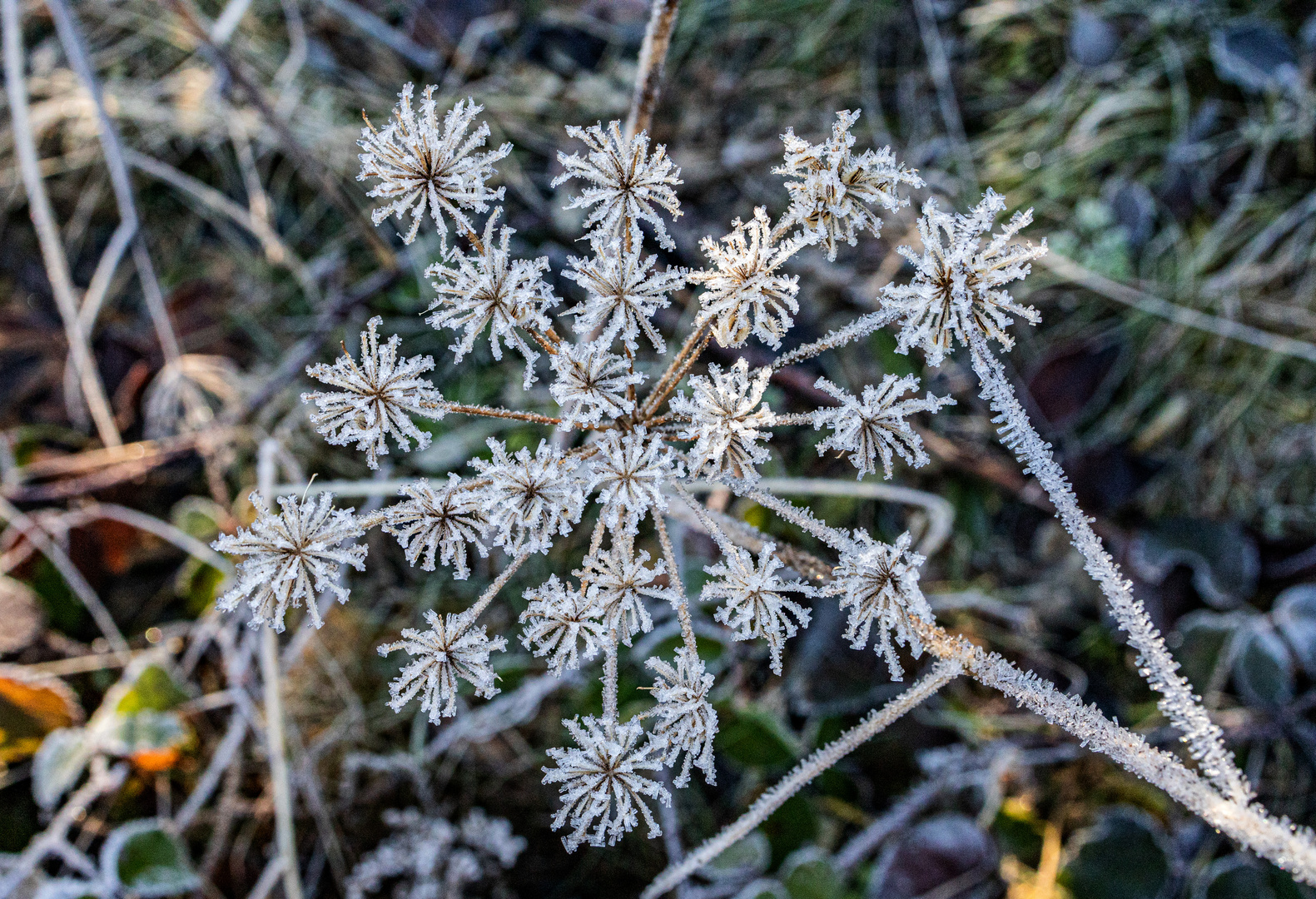 Frost-Blümchen