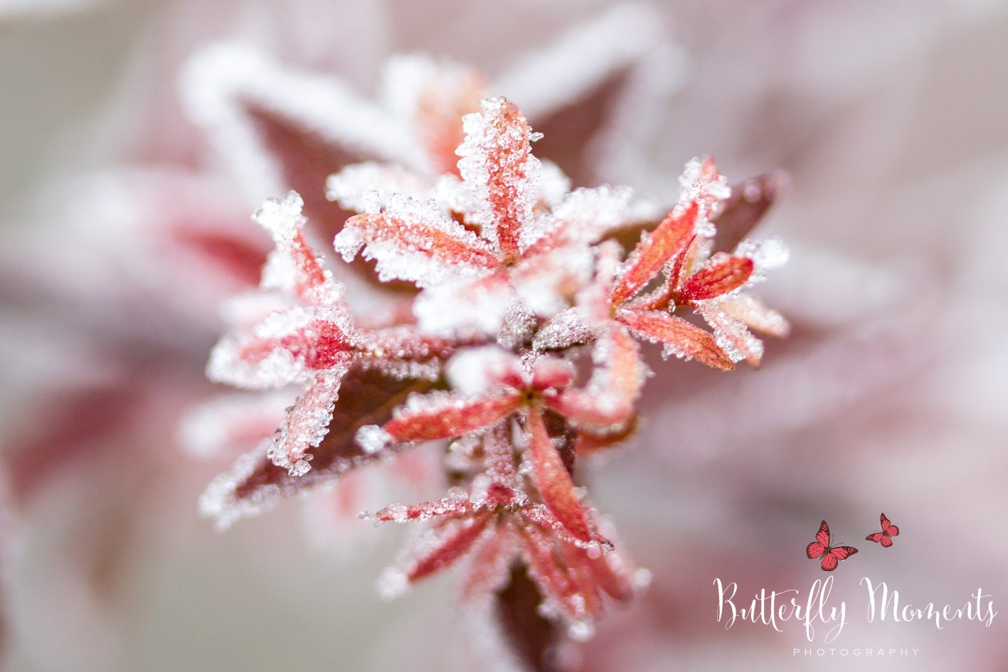 Frost Blüte