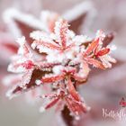 Frost Blüte