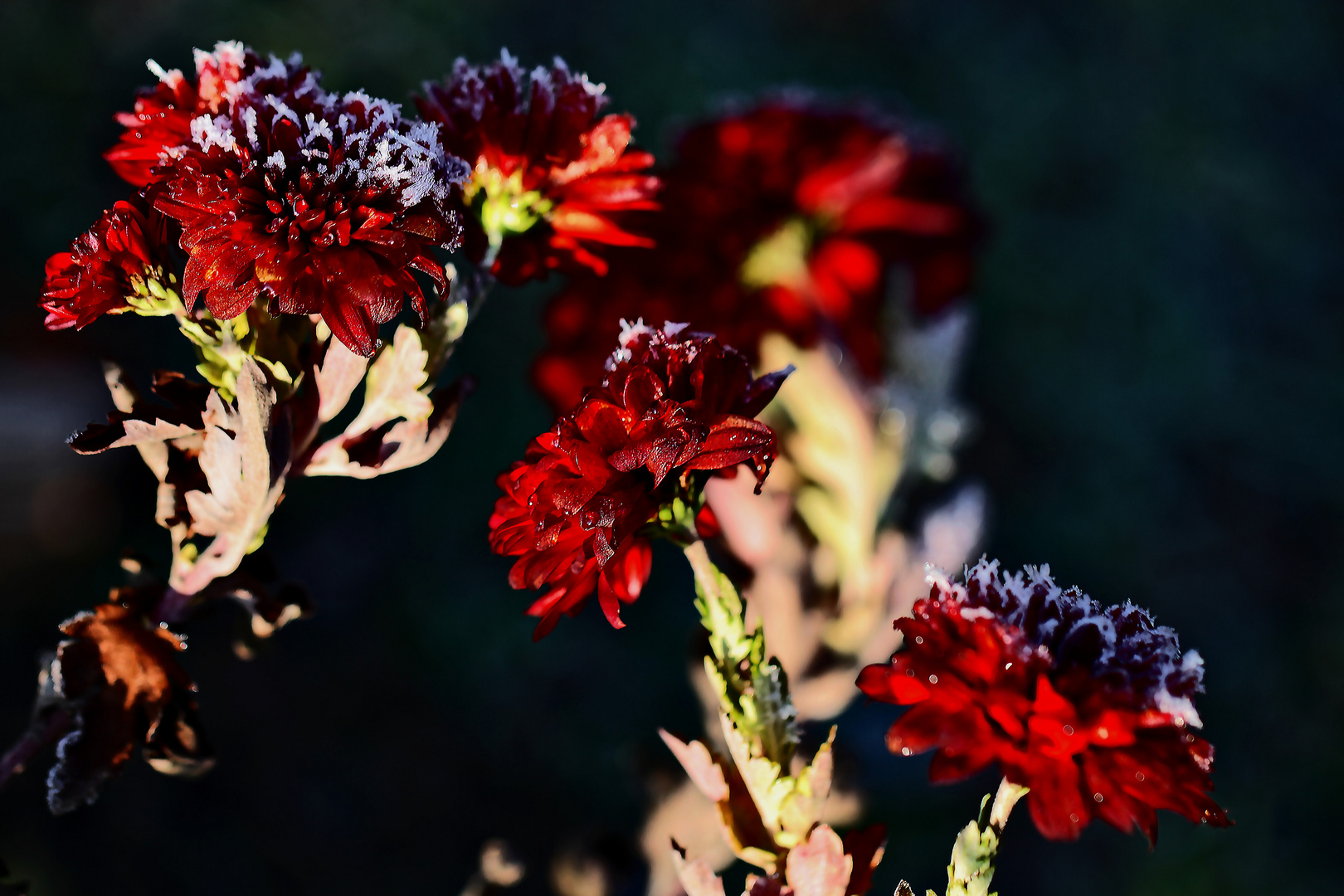 Frost Blüten...