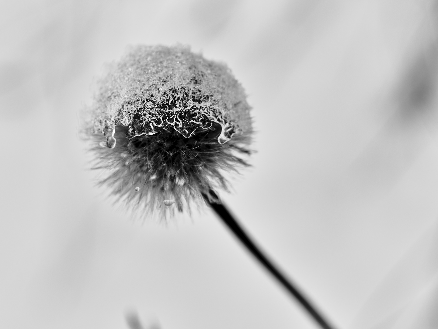 Frost Blume 3