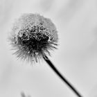 Frost Blume 3