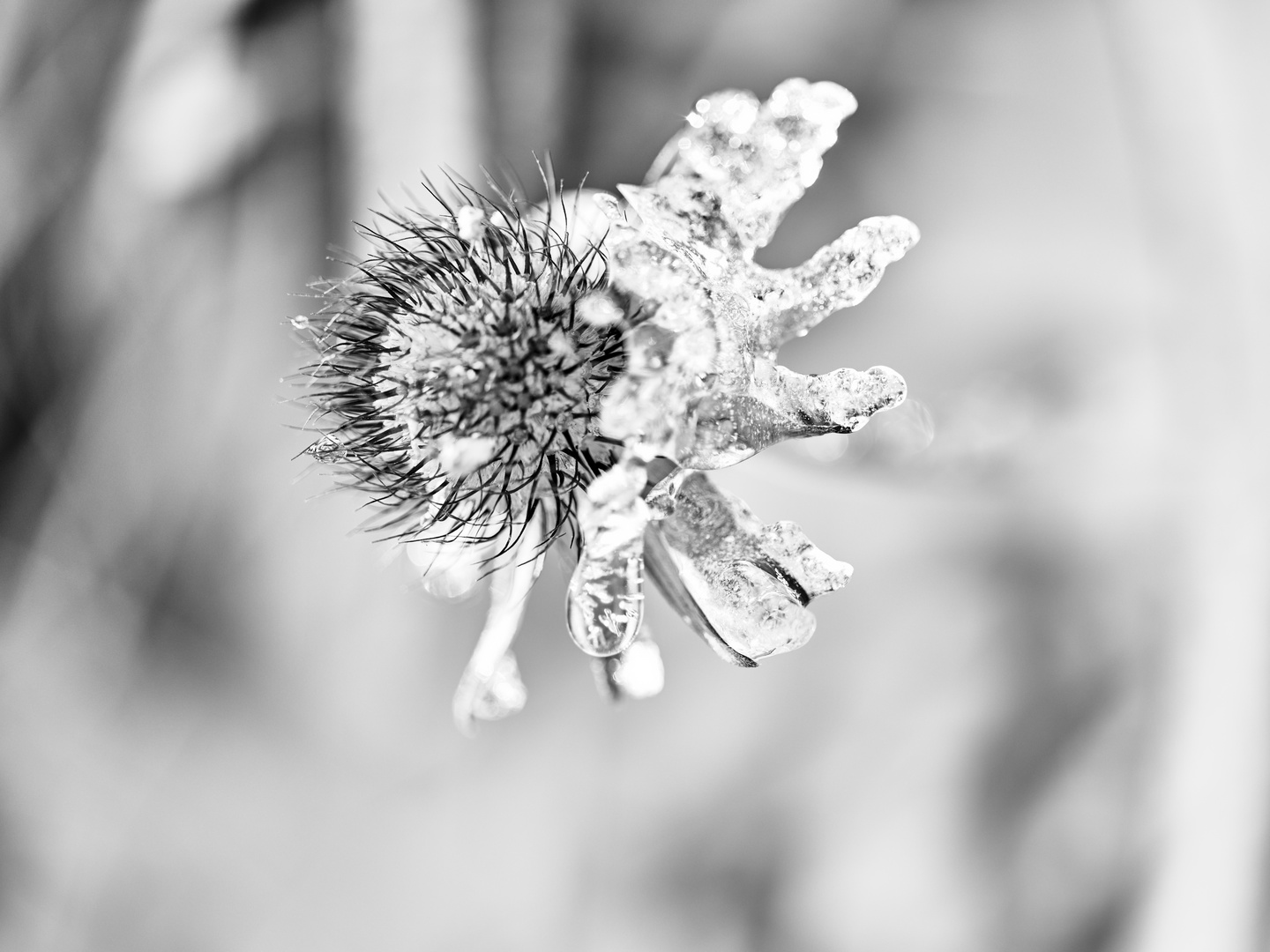 Frost Blume 4