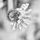 Frost Blume 4