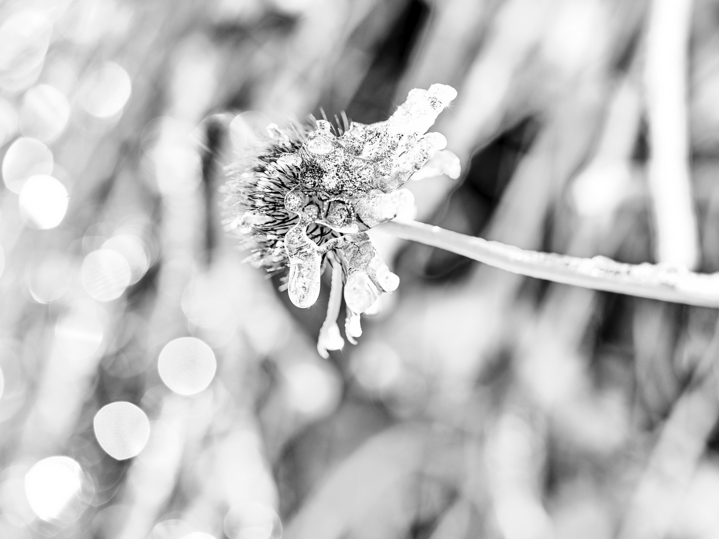 Frost Blume 5