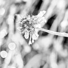 Frost Blume 5
