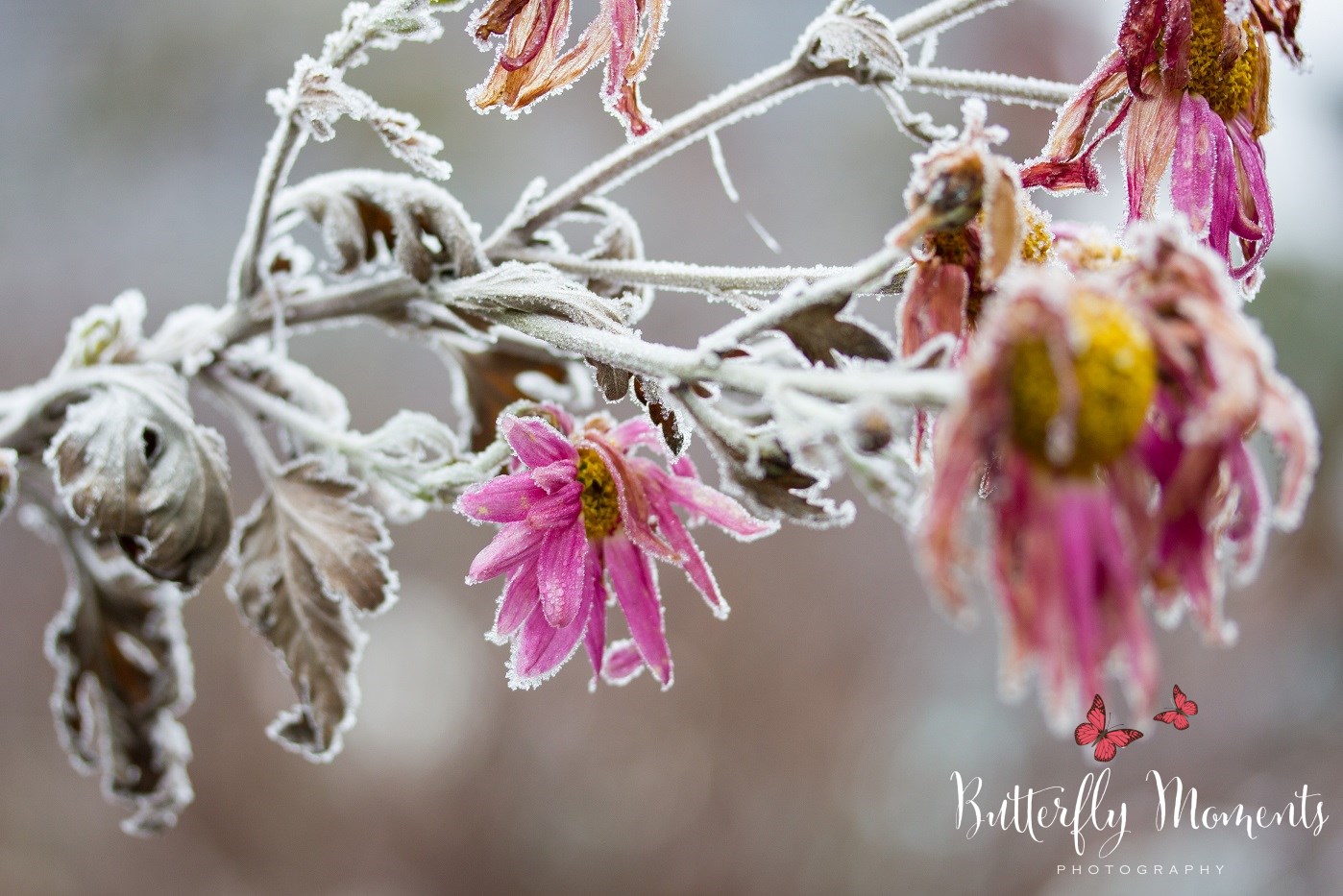 Frost Blume