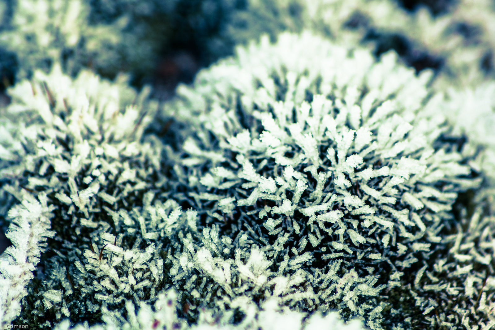 Frost Bryophyt