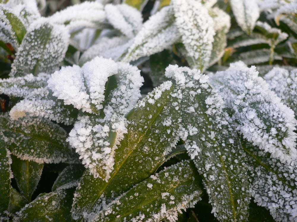 Frost