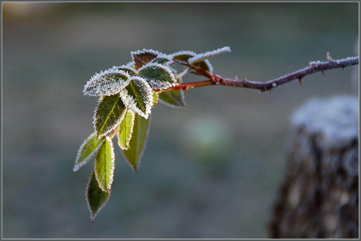 Frost