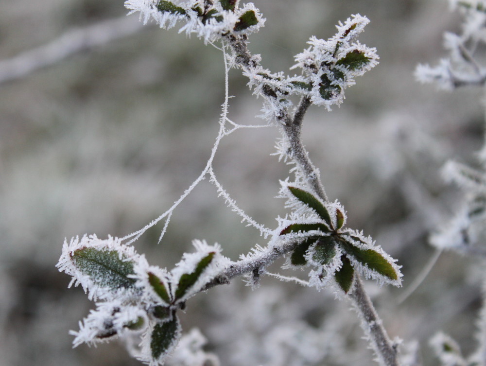 Frost...