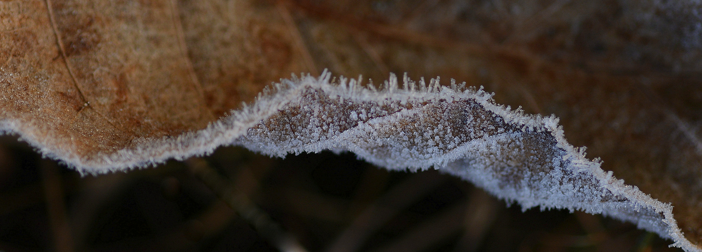 frost