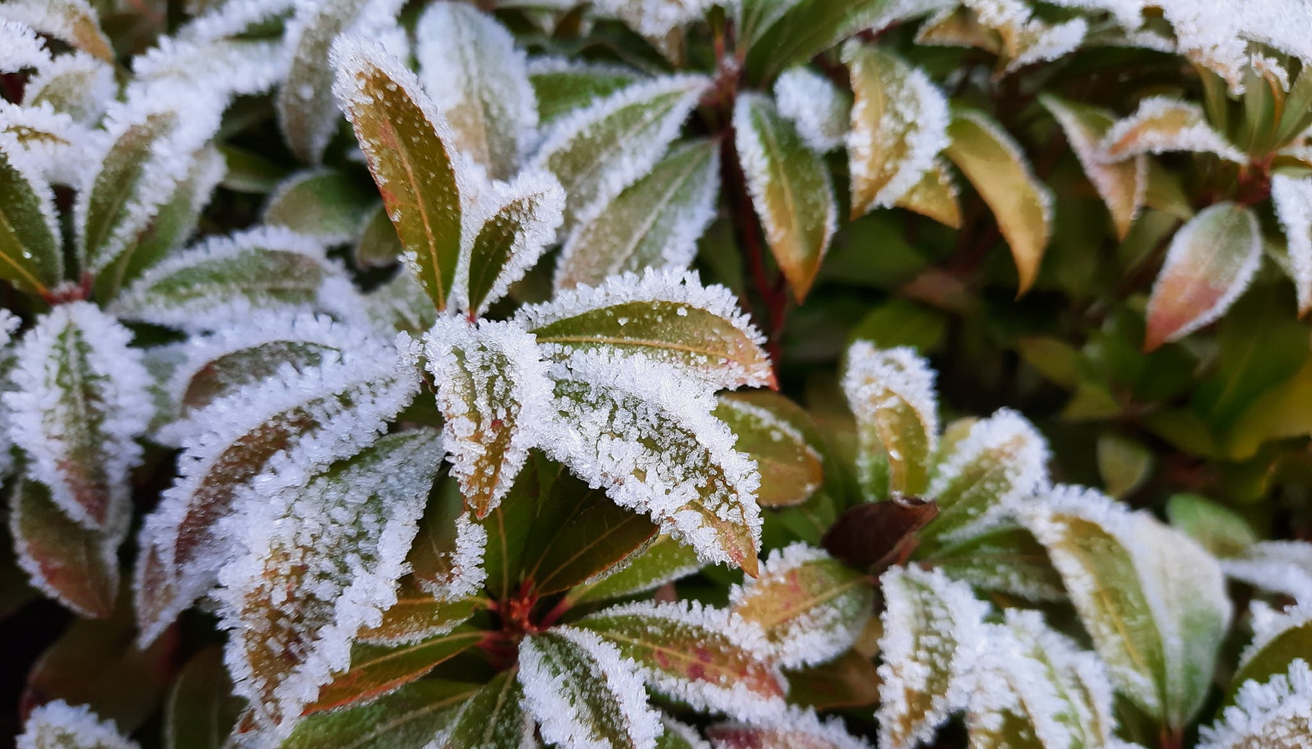 Frost