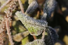 Frost