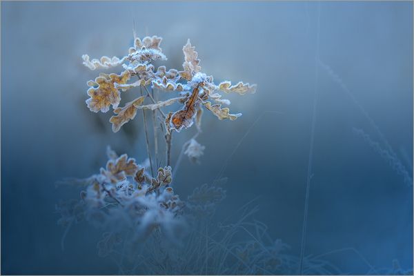 Frost der Eichenblätter *