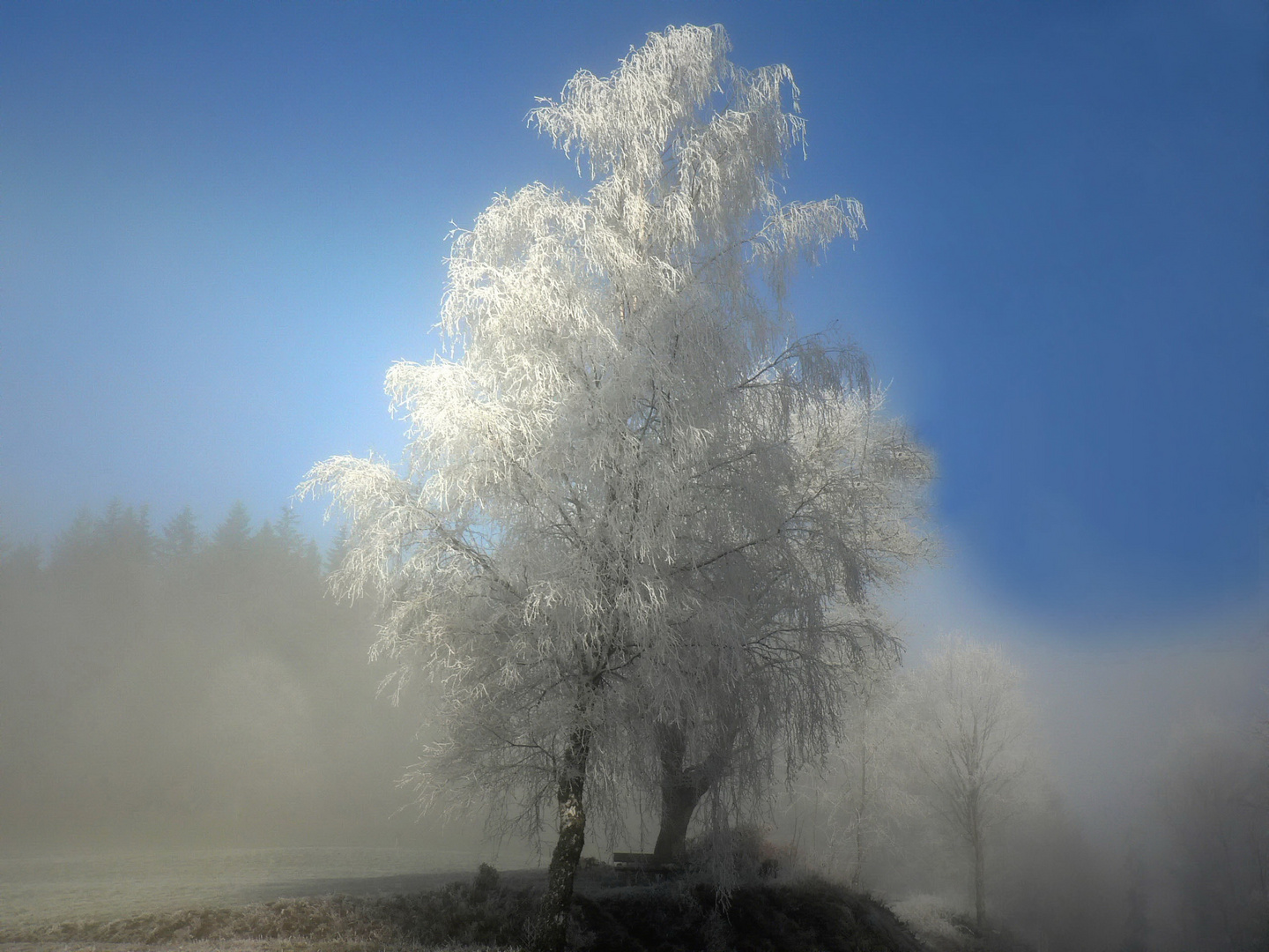 Frost