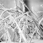 ...frost...
