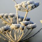 Frost